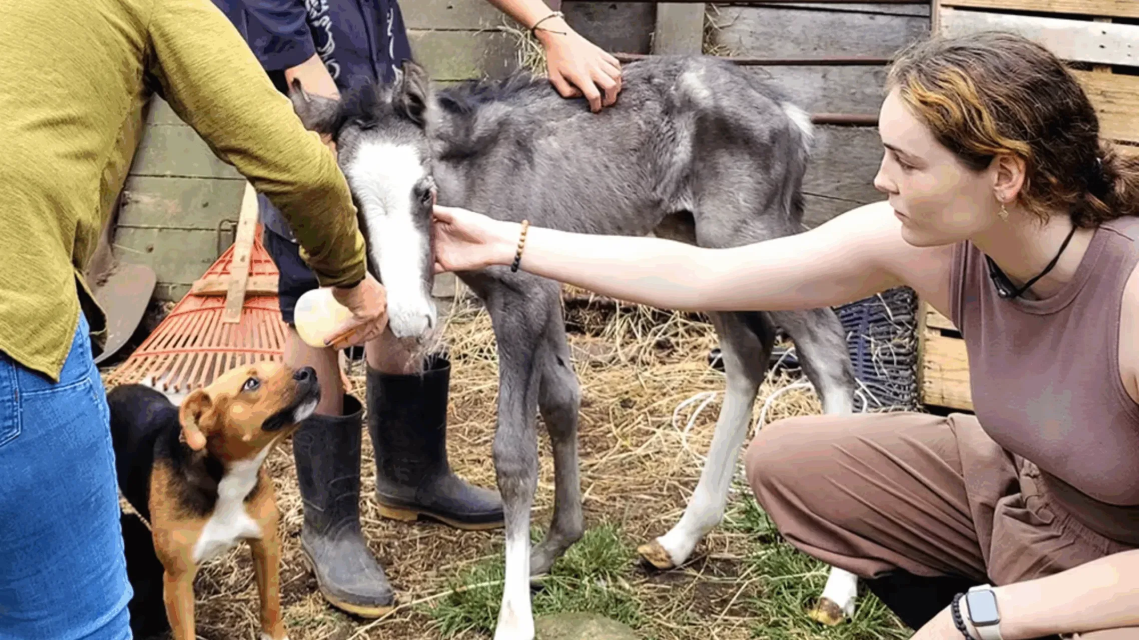Volunteers helping animals in Costa Rica