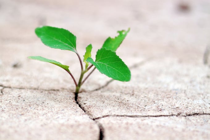 Fresh green sprout coming to life on cracked desert ground