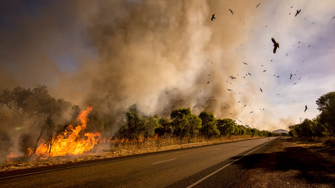 Bushfire recovery: The importance of volunteer management - Rosterfy